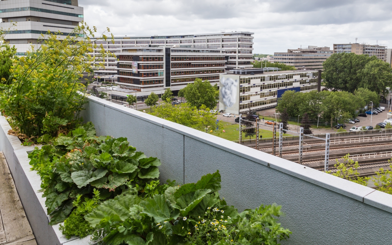 Lush garden setup on a flat roof showcasing space utilization.